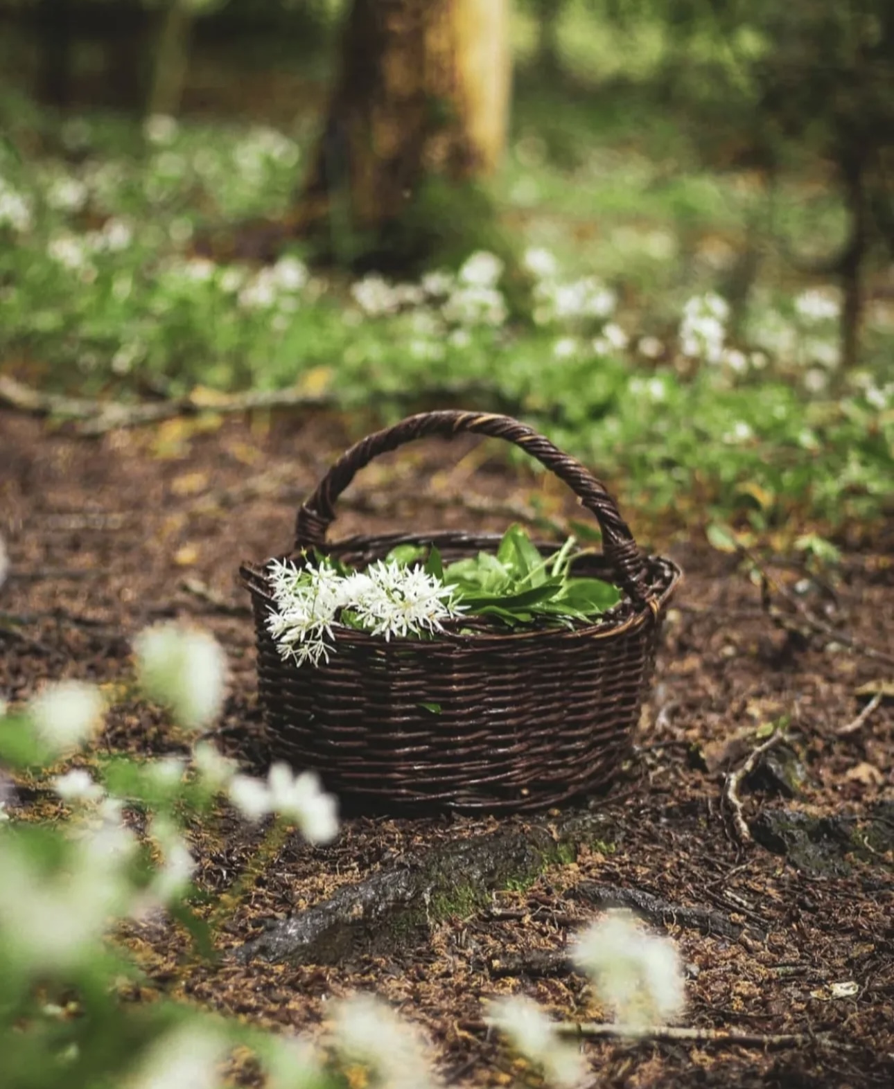 Herb & Soul - Celtic rooted herbalism and nature immersion