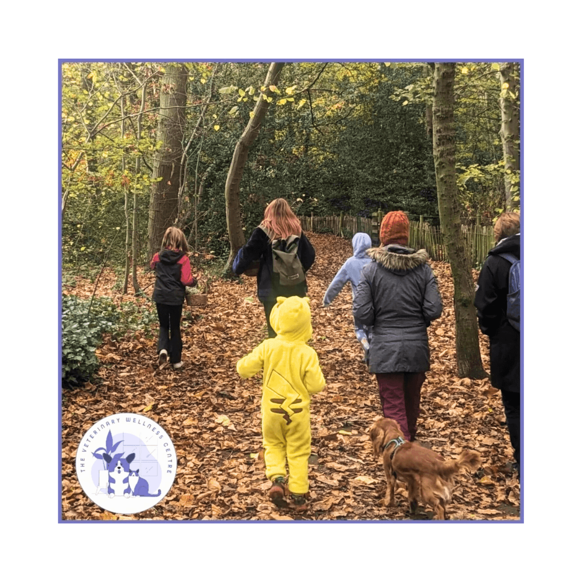 Guided foraging walk through woodland