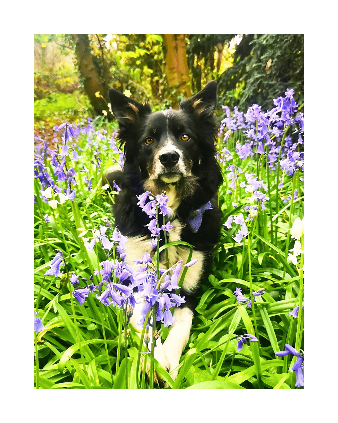 Joey among the bluebells