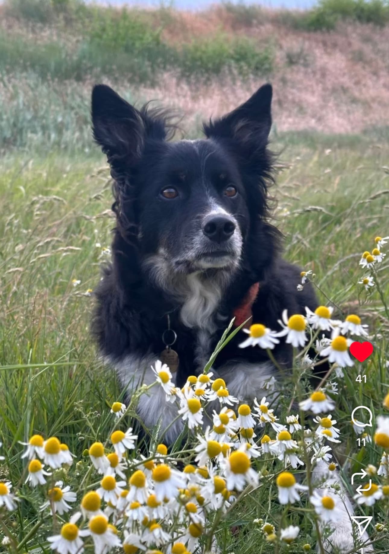 Joey relaxing in a chamomile meadow